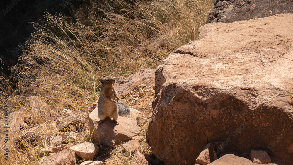 Fototapeta premium squirell in the grand canyon