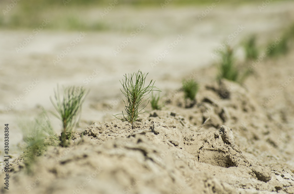 Reclamation of an oil production site. Planting pine seedlings.