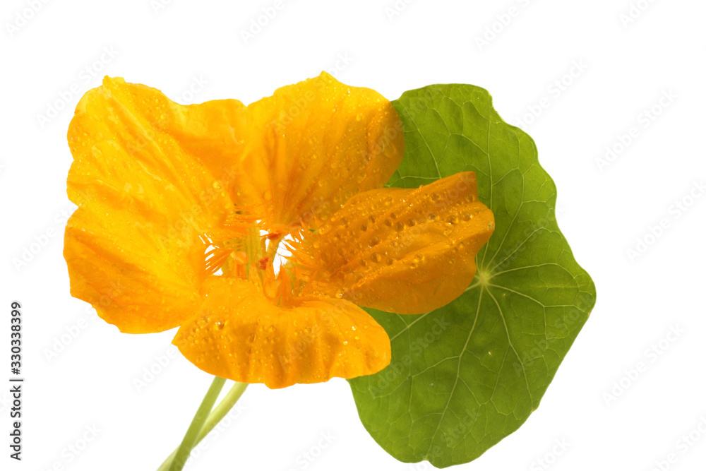 Growing nasturtium isolated on white Growing nasturtium isolated on white