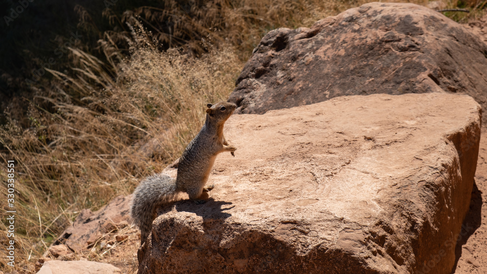 squirell in the grand canyon squirell in the grand canyon