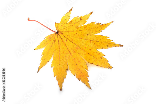 Autumn maple leaf