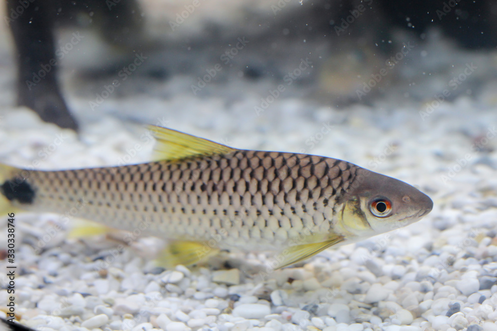Fototapeta premium ein großer Netzpinselalgenfresser, ein Algenfressender Fisch im Aqaurium