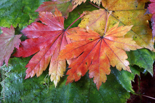 Autumn maple and grape leaves background photo