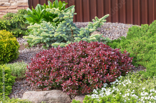 Red dwarf berberis thunbergii is on alpine hill.Selective focus.Landscape composition of decorative plants.Blue small spruce,green juniper,yellow spherical thuja.
