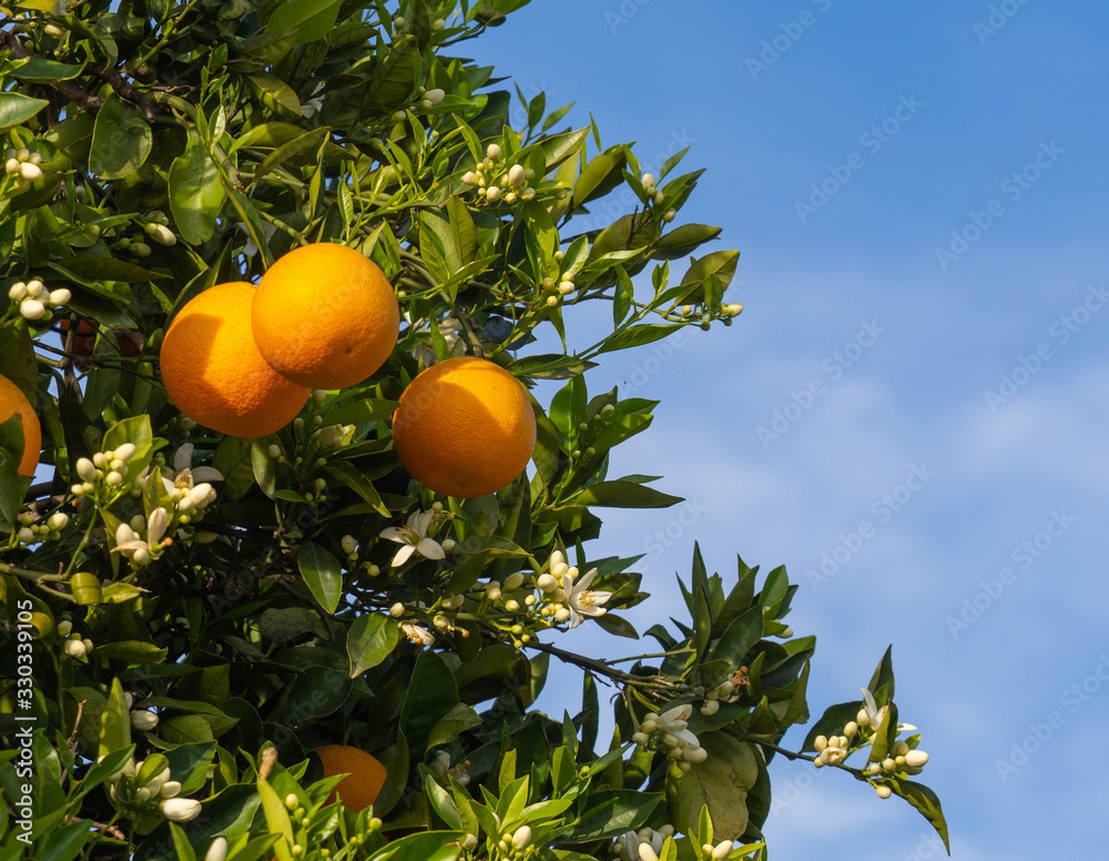 Valencian orange and orange blossoms. Spain. Spring harvest