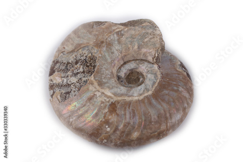 Ammonite isolated on white