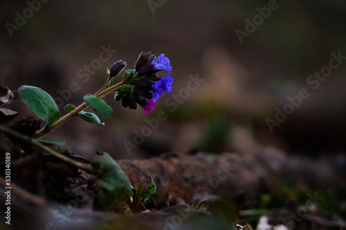 Baumstamm hinter einer schönen farbigen Blume am Waldboden photo