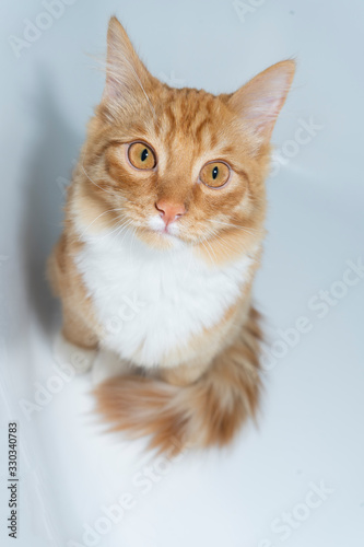 One red cat sitting on a white background, serious