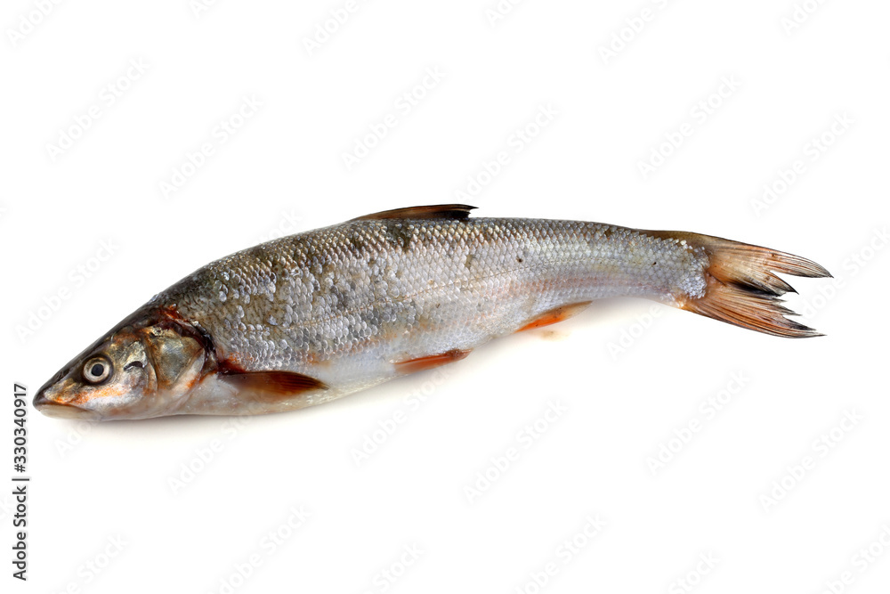 Rudd fish Rudd fish