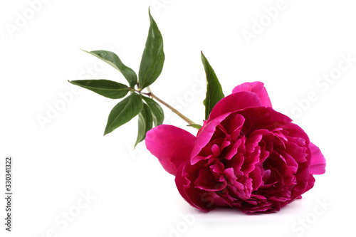 Fototapeta Naklejka Na Ścianę i Meble -  Red peony flower