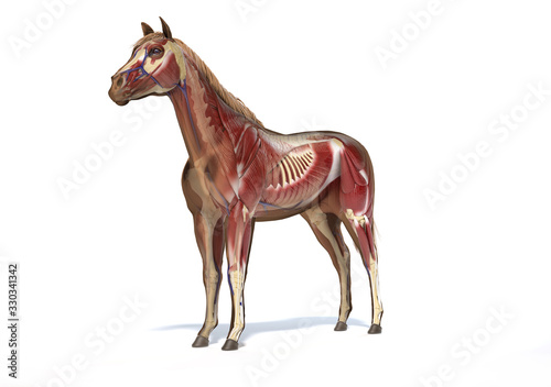 Horse Anatomy. Muscular and skeletal systems.