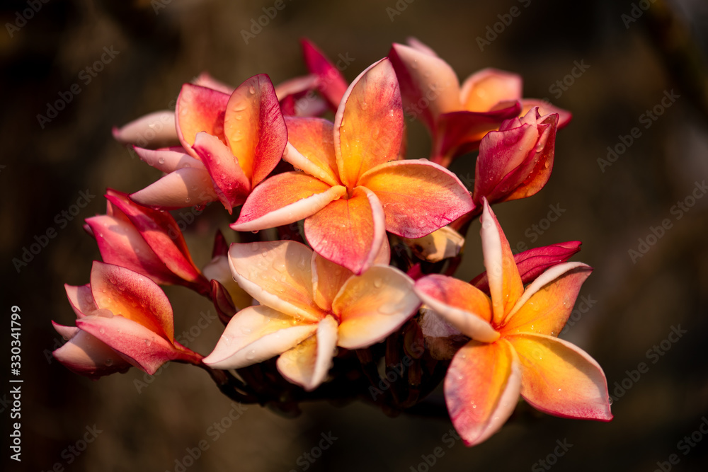 Fototapeta premium Beautiful Frangipani flowers are blooming in the garden.