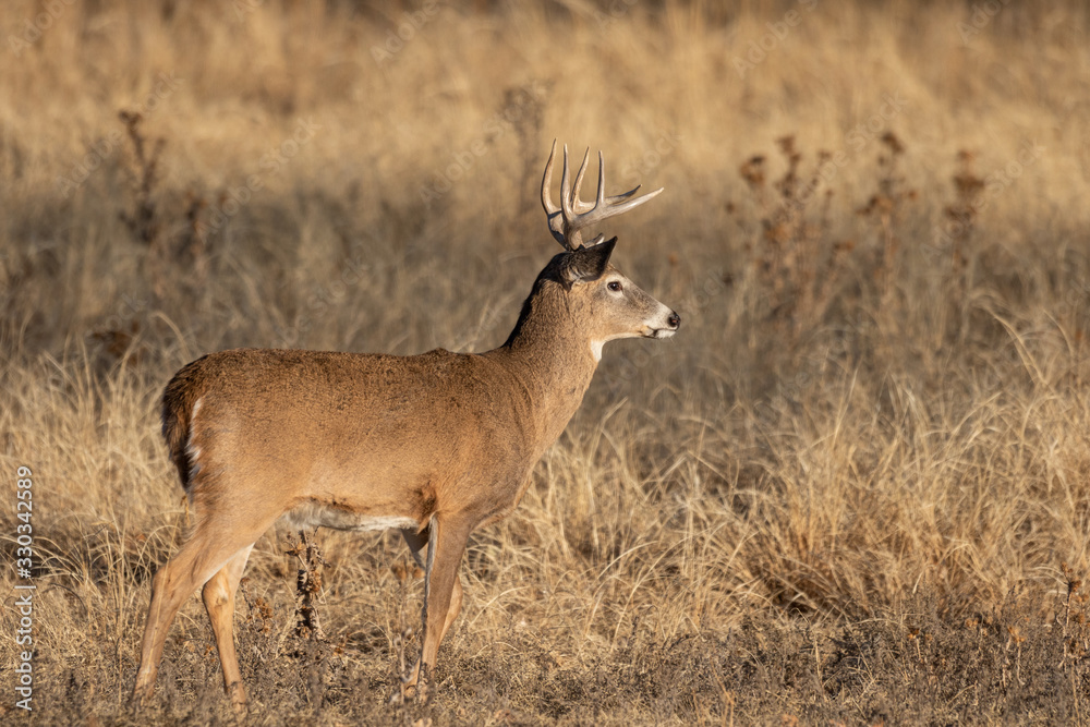 Fototapeta premium Buck Whitetail Deer in Colorado during the Rut in Autumn