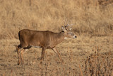 Buck Whitetail Deer in Colorado during the Rut in Autumn