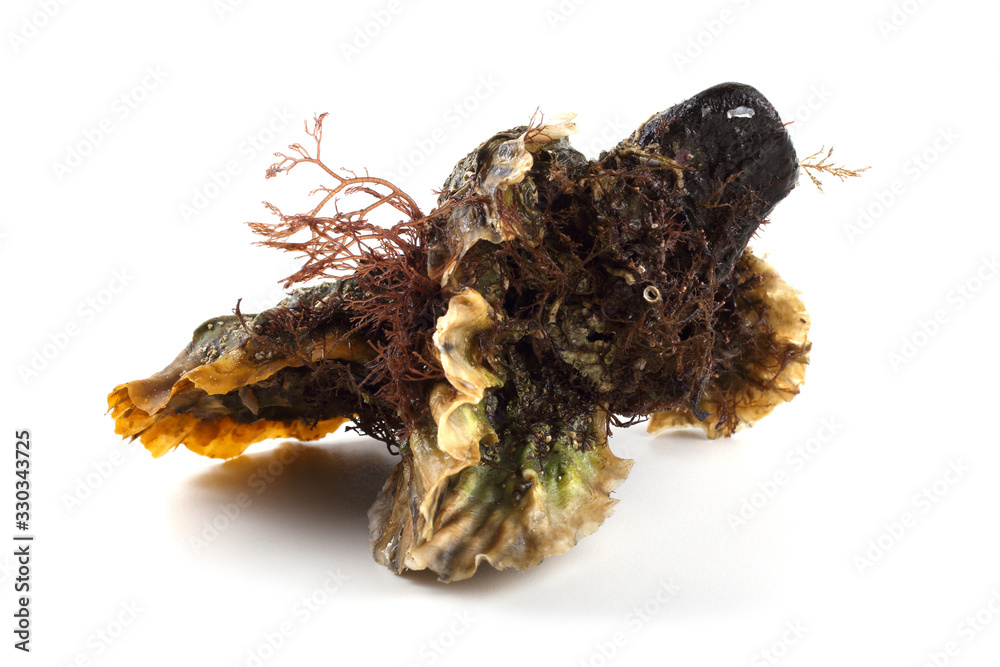 Oysters Oysters