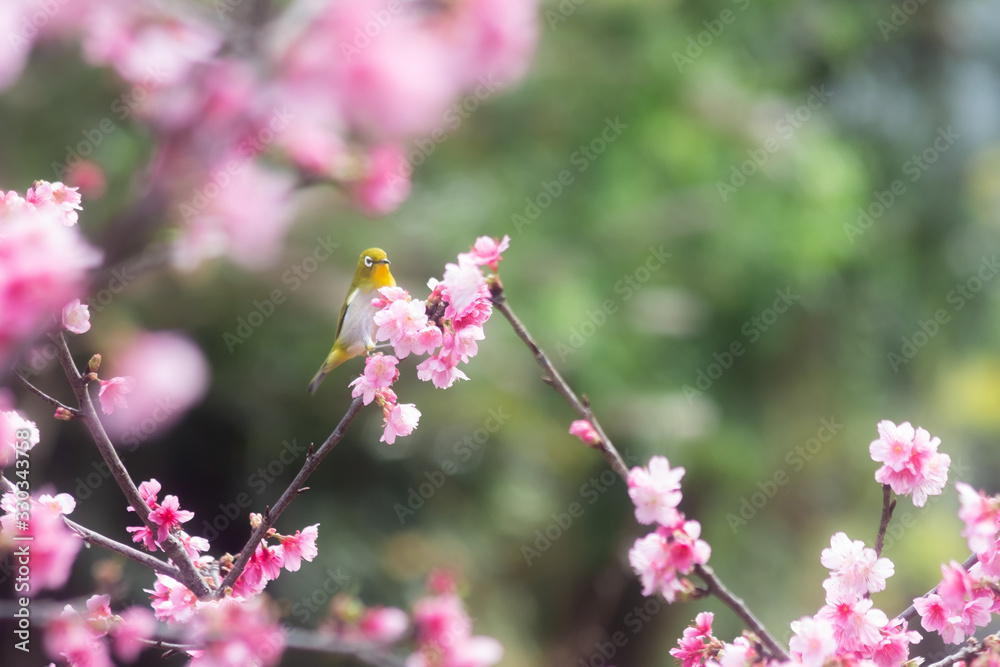 沖縄に咲く紅いヒカンザクラとメジロ、桜、寒緋桜 沖縄に咲く紅いヒカンザクラとメジロ、桜、寒緋桜