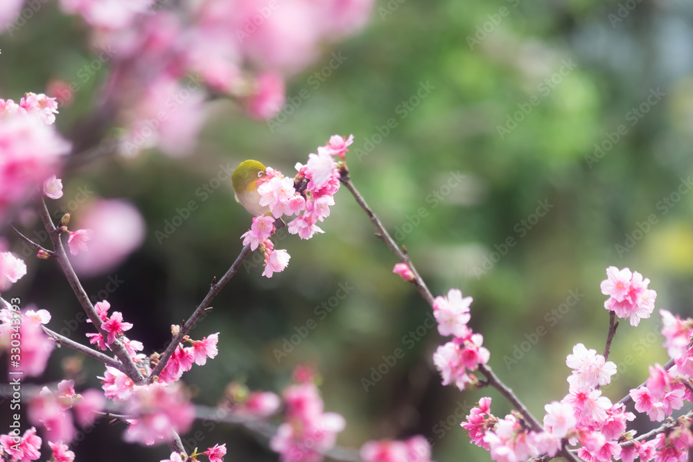 沖縄に咲く紅いヒカンザクラとメジロ、桜、寒緋桜