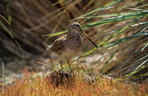 Bécassine des marais,.Gallinago gallinago, Common Snipe