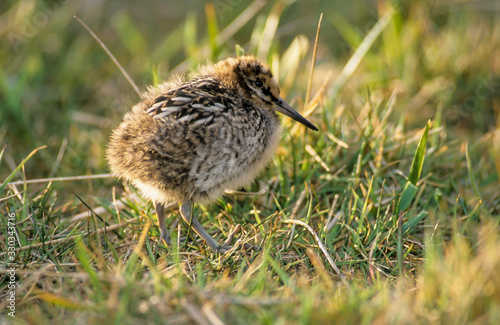 Bécassine des marais,.Gallinago gallinago, Common Snipe © JAG IMAGES