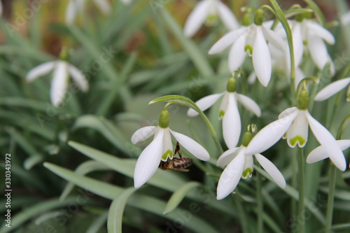 An insect bee collects nectar from a snowdrops. Sharp foreground. Behind the blur