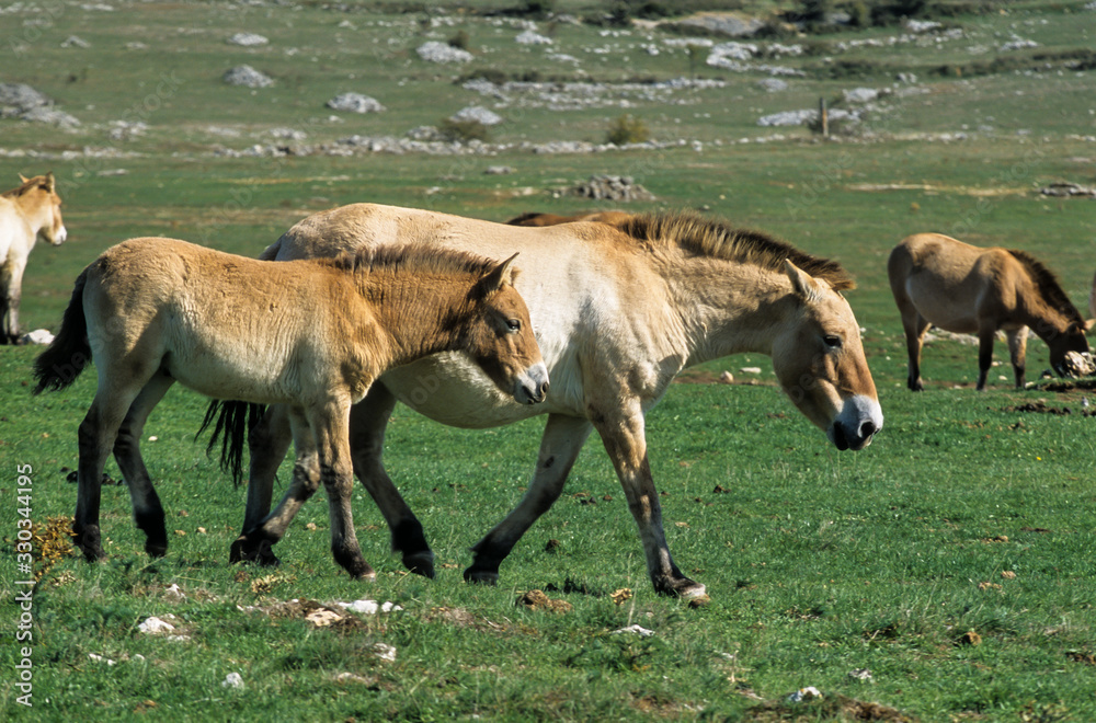 Cheval de Przewalski, Equus przewalski, Causse Méjean , Parc naturel régional des grands causses , 48 Cheval de Przewalski, Equus przewalski, Causse Méjean , Parc naturel régional des grands causses , 48