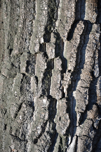 tree bark under different lighting