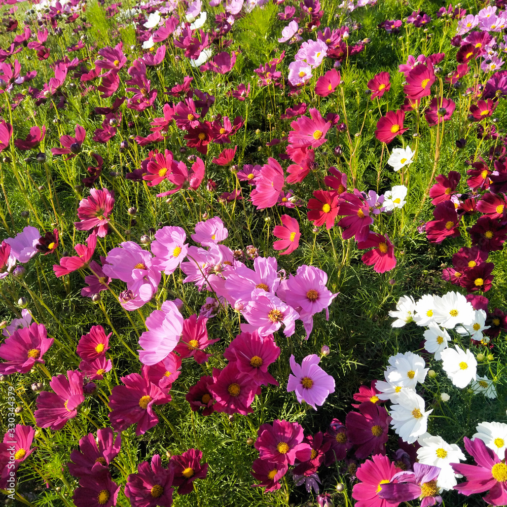 Fototapeta premium pink flowers in the garden
