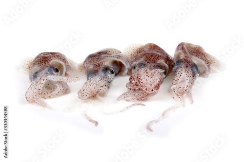 Little cuttlefishes