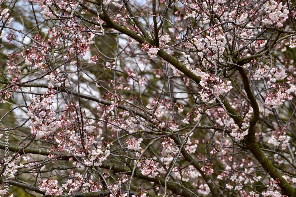 pink cherry tree