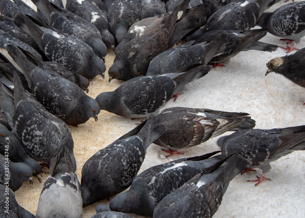 Cold snowy winter pigeons eat extra food herculean grits Cold snowy winter pigeons eat extra food herculean grits