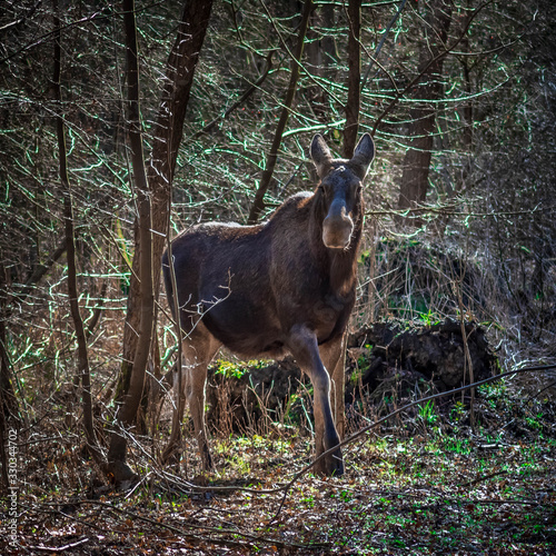 moose in forest 