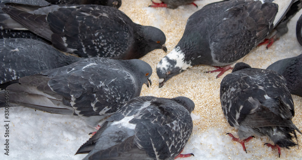 Cold snowy winter pigeons eat extra food herculean grits Cold snowy winter pigeons eat extra food herculean grits