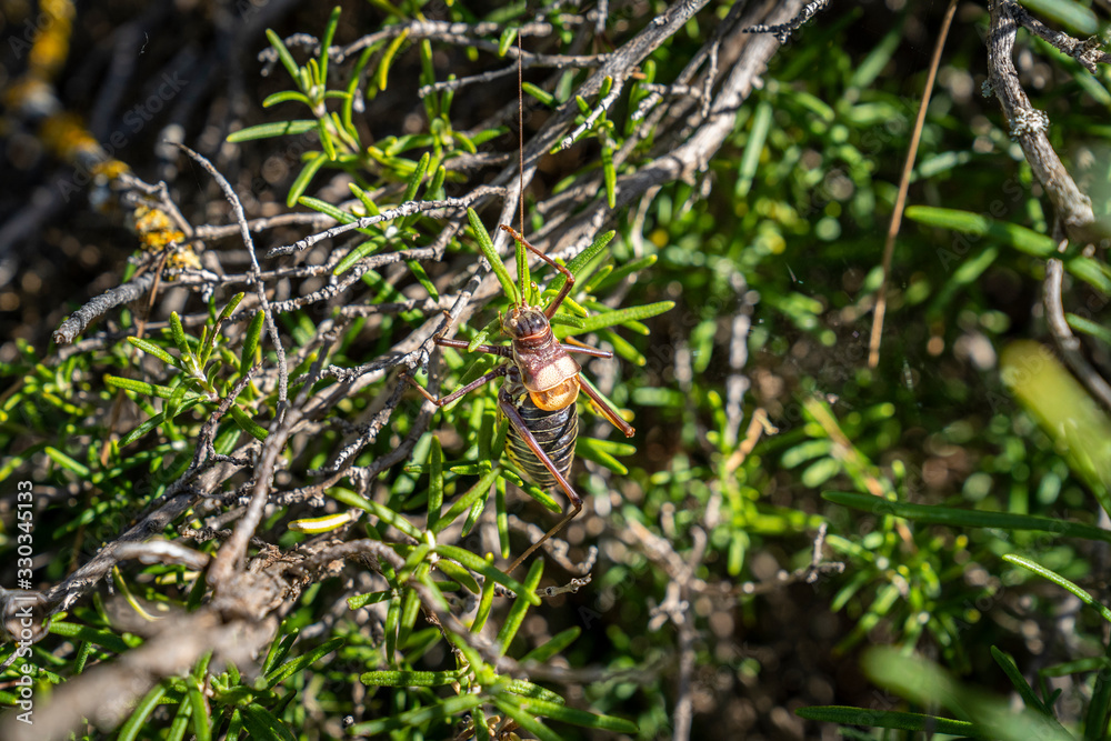 Cricket among the vegetation. Cricket among the vegetation.