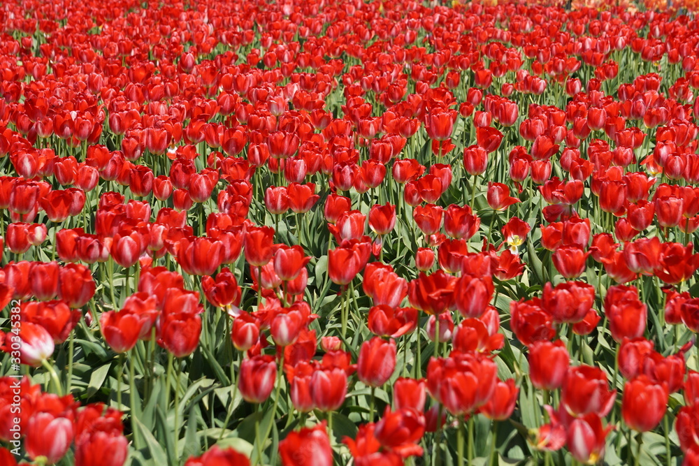 Festival Tulipan Woordburn Oregon