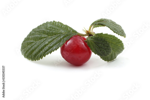 Far eastern cherry and leaves