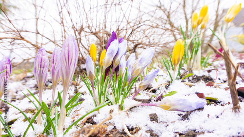 Crocuses appearing through the snow. The first early crocus flowers in the snow. Landscape photo for calendars, magazines, wallpapers