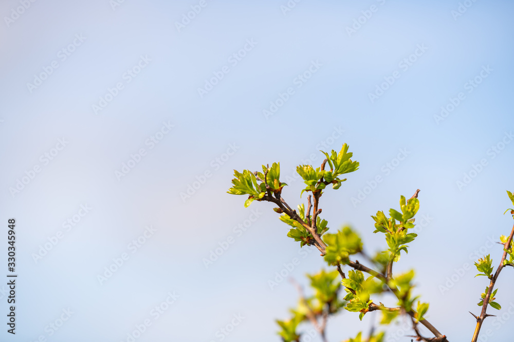 spring starts earlier on the flowers on the trees and bushes spring starts earlier on the flowers on the trees and bushes