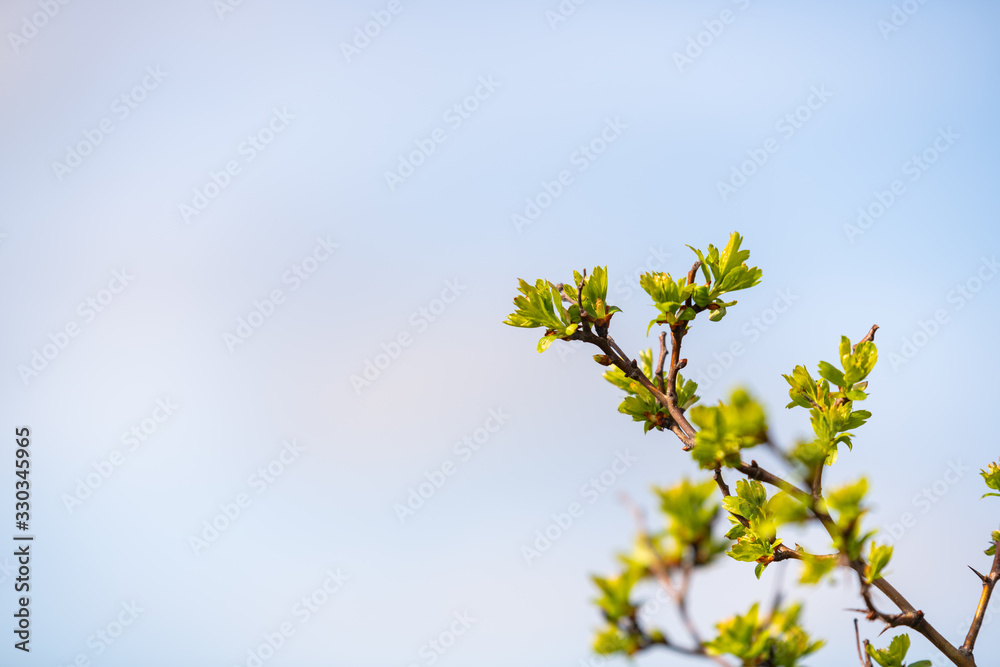 spring starts earlier  on the flowers on the trees and bushes