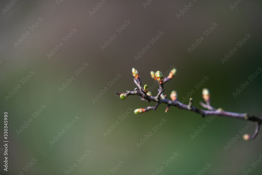 spring starts earlier on the flowers on the trees and bushes spring starts earlier on the flowers on the trees and bushes