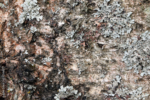 Old tree bark, texture, background. Bark of birch.