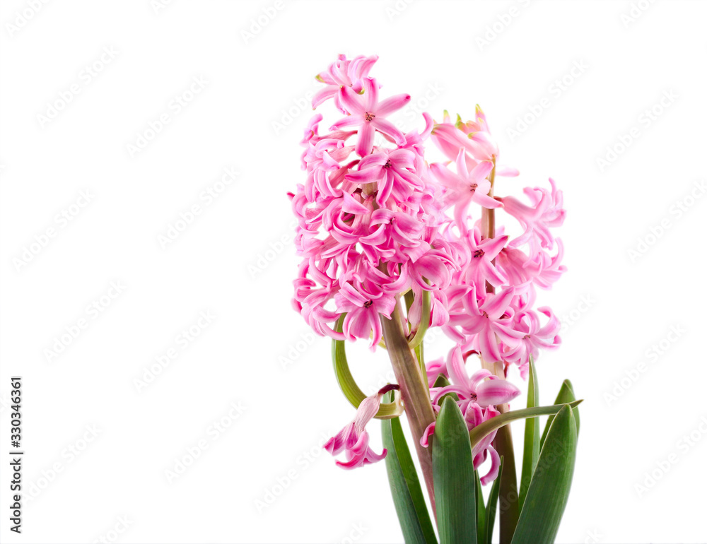 Pink Hyacinth flower Pink Hyacinth flower