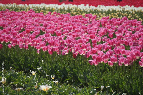 Wallpaper Mural Festival Tulipan Woordburn Oregon Torontodigital.ca