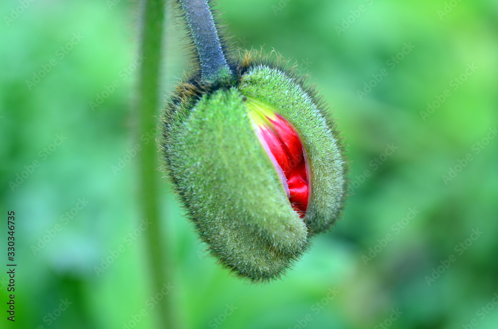 Obraz premium Aufgehende Mohnblüte