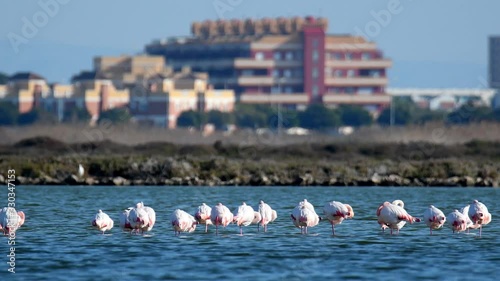 Un grupo de flamencos descansa en las salinas de Punta Entinas, al fondo, las urbanizaciones turísticas de Roquetas de Mar, Almería, al sur de Europa
