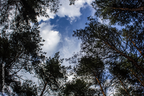 Tall dry pine trees against the blue sky. Beautiful coniferous trees against the blue sky. The tops of tall trees in a pine forest. The tops of tall trees in a pine forest. Blue sky over pines.