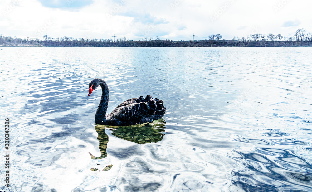 Fototapeta premium der schwarze Schwan; the black swan