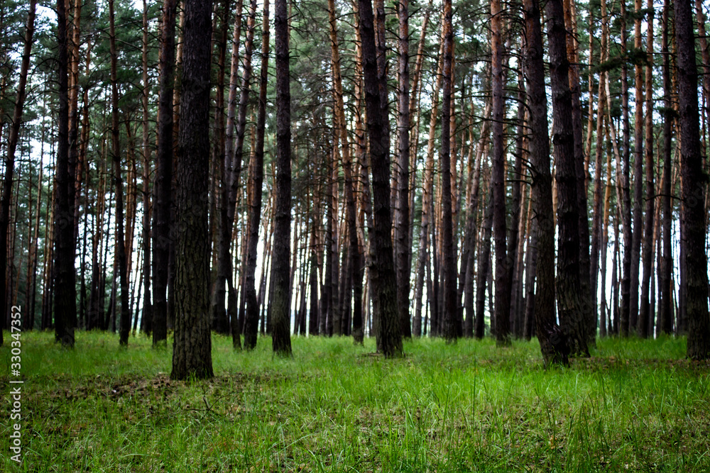 Fototapeta premium Beautiful pine forest in the spring. Natural environment. Nature environment, branches and trees. Travel in nature by walking.