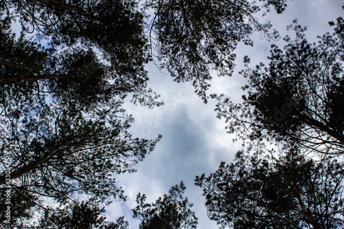 Tall dry pine trees against the blue sky. Beautiful coniferous trees against the blue sky. The tops of tall trees in a pine forest. The tops of tall trees in a pine forest. Blue sky over pines.