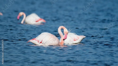 Un flamenco rosado se acicala y alimenta en las aguas de la laguna de Punta Entinas, en El Ejido, Almería