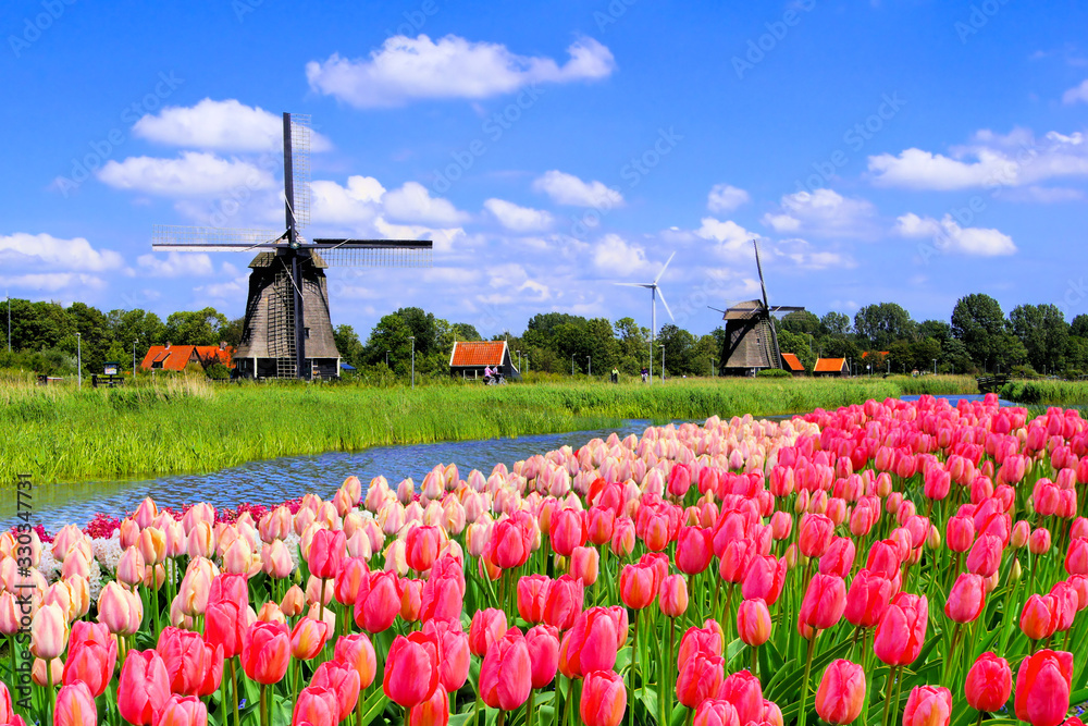 Traditional Dutch windmills along a canal with pink tulip flowers in the foreground, Netherlands